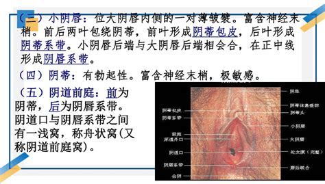 白虎下体|科普常见的24种女性阴唇形状图解：馒头型